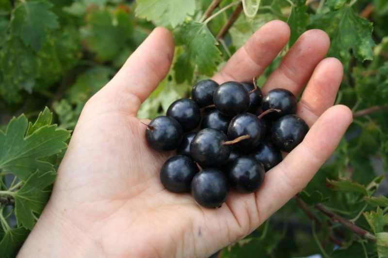 Currant Black Pearl