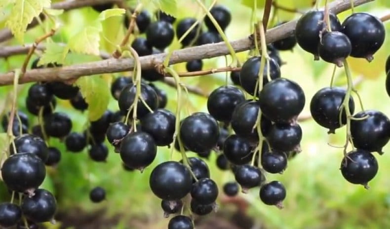 Comment bien cultiver la variété de cassis Dacha et quels sont ses avantages et ses inconvénients