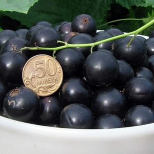 Kodėl sodininkai mėgsta Lazy Blackcurrant veislę ir kodėl verta ją auginti