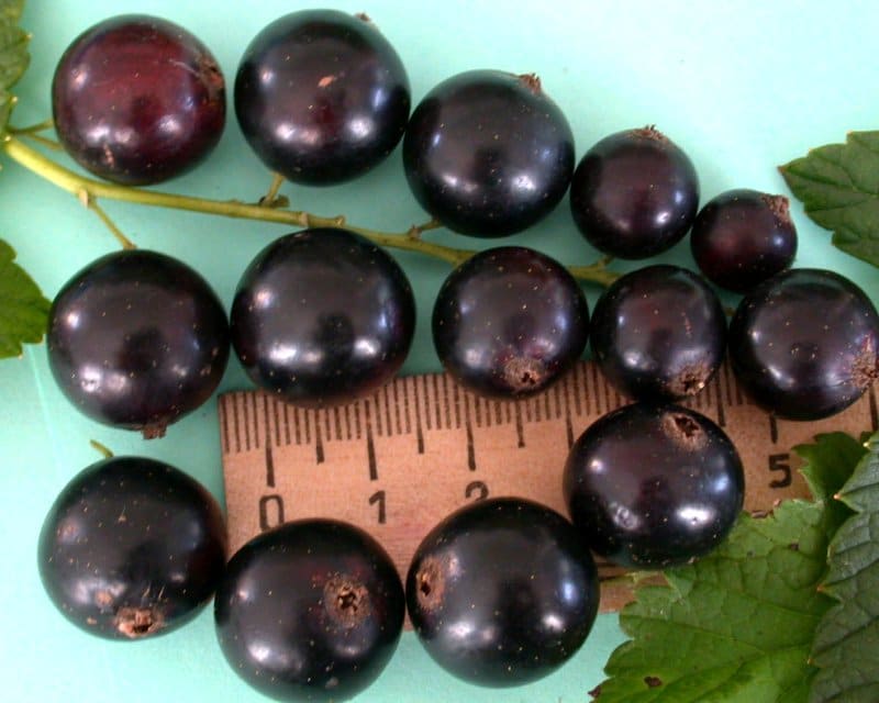 لماذا يحب البستانيون مجموعة Lazy Blackcurrant ولماذا تستحق النمو