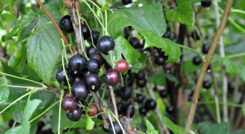 Waarom tuinders dol zijn op de variëteit Lazy Blackcurrant en waarom het de moeite waard is om te kweken