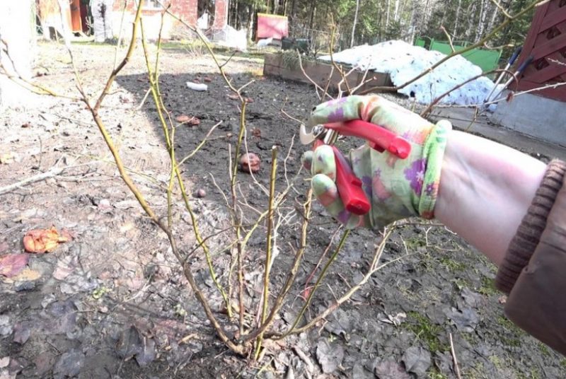 Een stapsgewijze handleiding voor het planten van bosbessen in de herfst