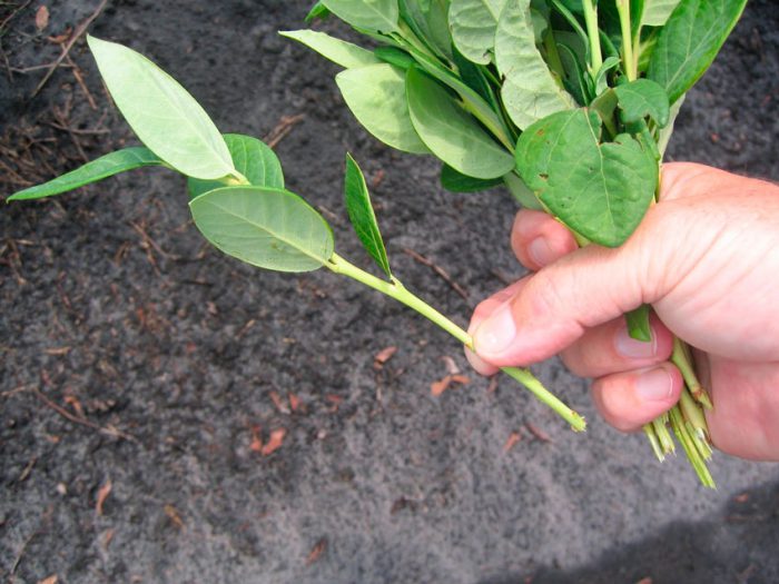 Een stapsgewijze handleiding voor het planten van bosbessen in de herfst