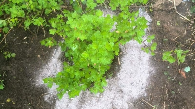 Co jest dobre dla popiołu porzeczkowego i jak go używać z maksymalnymi korzyściami