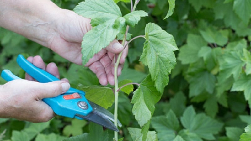 Arahan untuk tukang kebun pemula: cara menyebarkan currant hitam