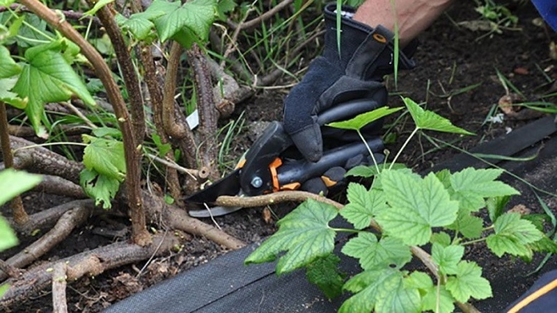 Arahan untuk tukang kebun pemula: cara menyebarkan currant hitam