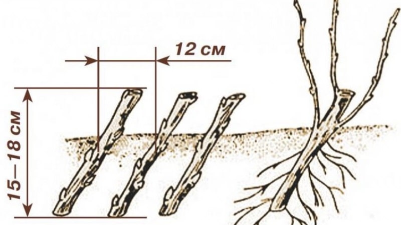 Instrucciones para jardineros novatos: cómo propagar grosellas negras.