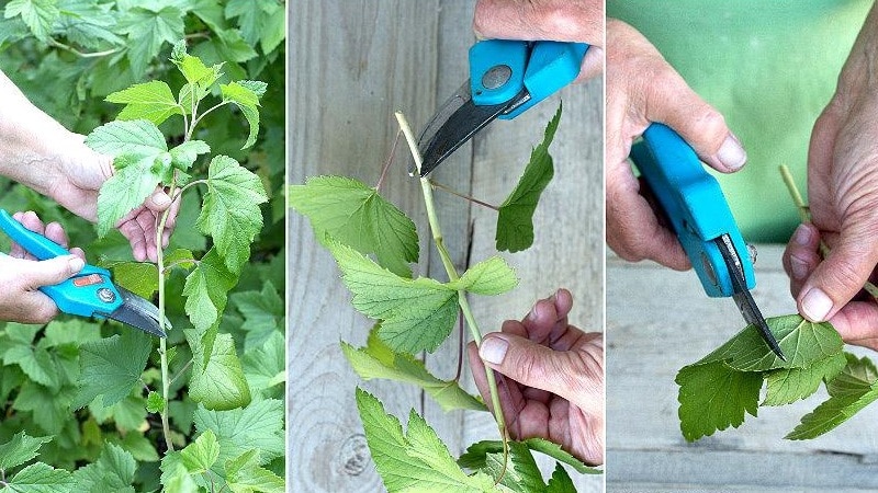 Arahan untuk tukang kebun pemula: cara menyebarkan currant hitam