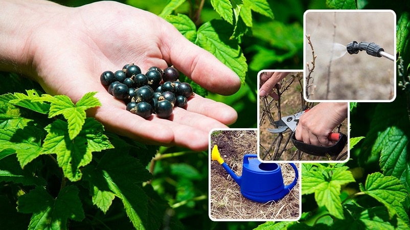 Arahan untuk tukang kebun pemula: cara menyebarkan currant hitam