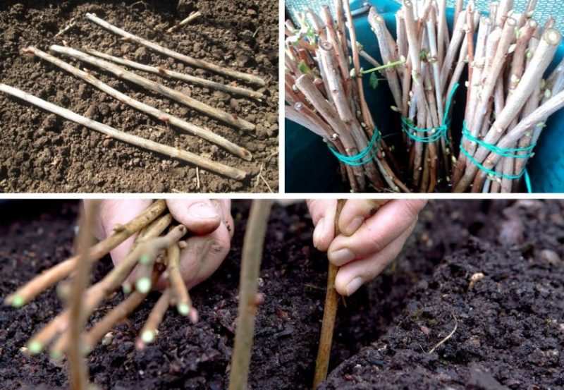 Proper planting and further care of red currants for a bountiful harvest