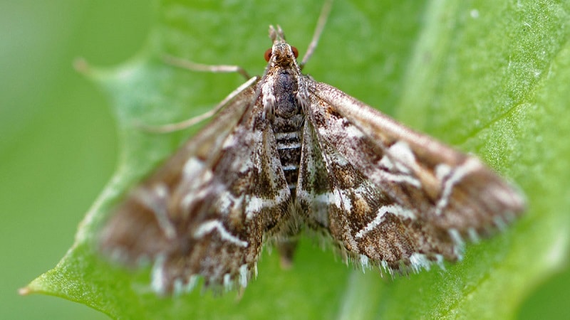 Que faire si un papillon apparaît sur les groseilles, comment se battre