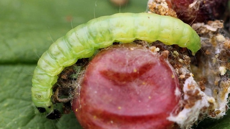 Que faire si un papillon apparaît sur les groseilles, comment se battre