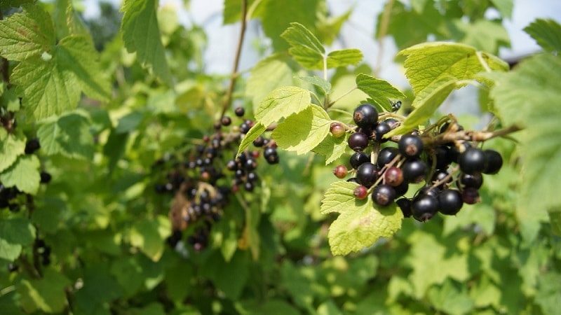 Que faire si un papillon apparaît sur les groseilles, comment se battre