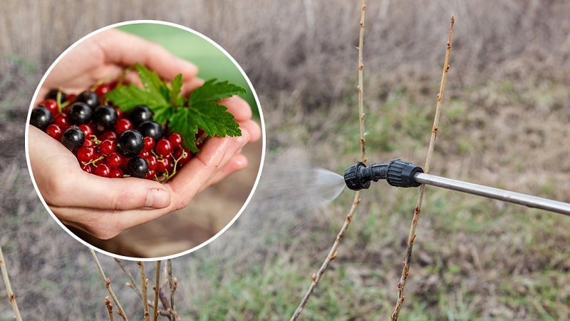 What to do if a moth appears on currants, how to fight