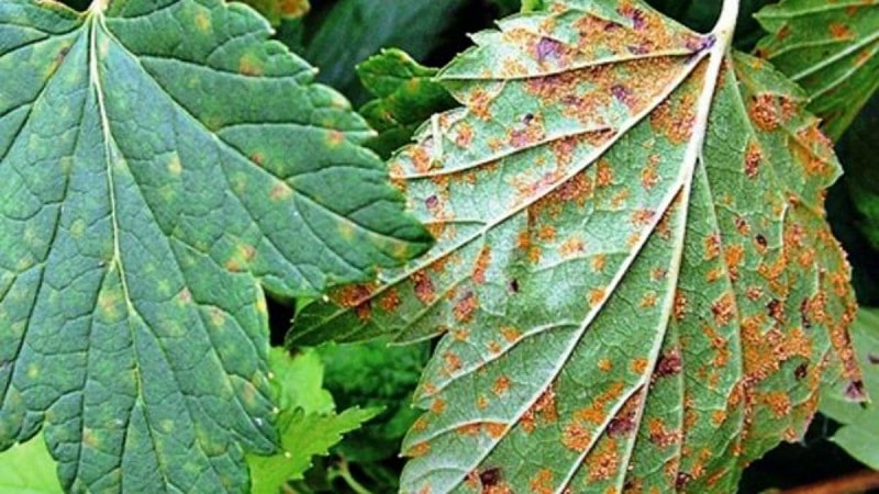 Where do brown spots come from on currants and what to do about them