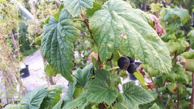 Where do brown spots come from on currants and what to do about them