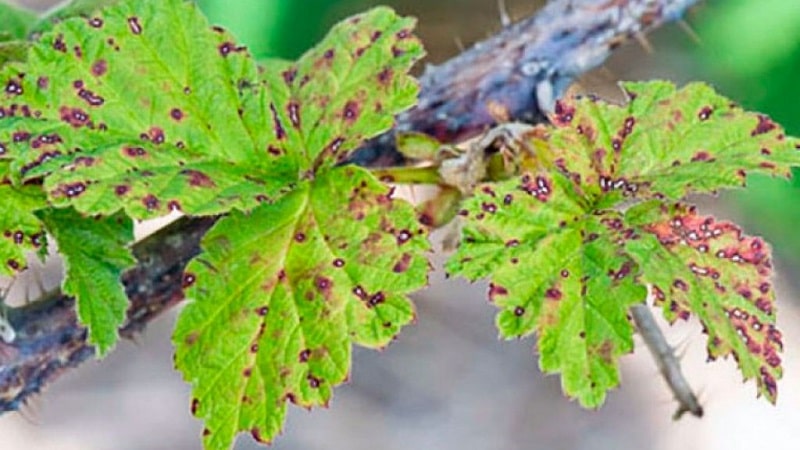 Where do brown spots come from on currants and what to do about them