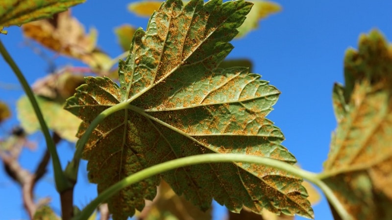 Where do brown spots come from on currants and what to do about them