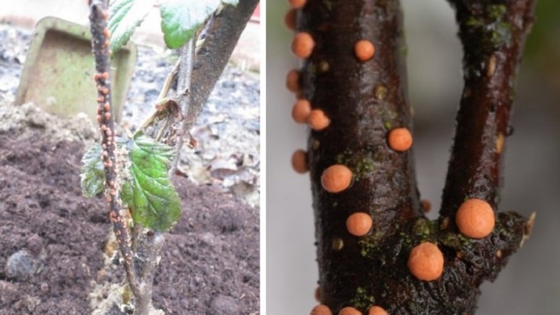 Where do brown spots come from on currants and what to do about them