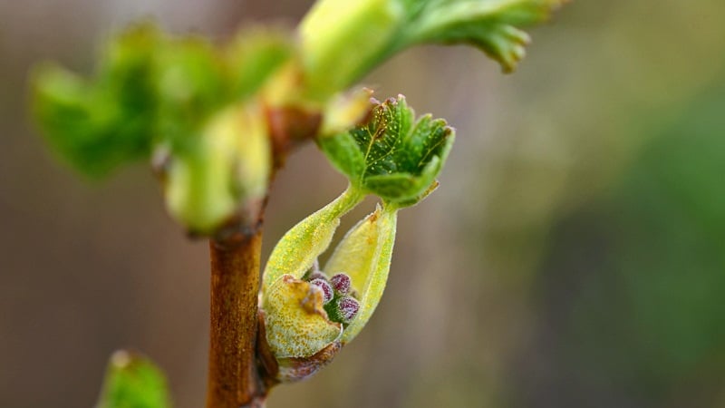 Where do brown spots come from on currants and what to do about them