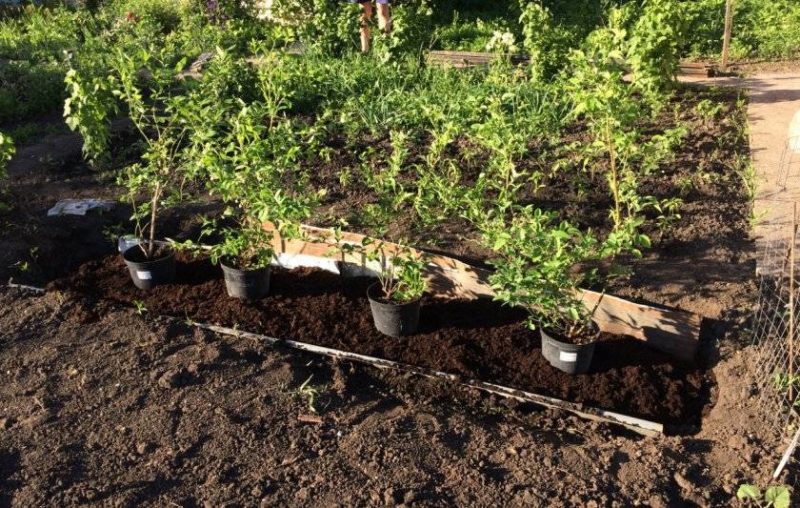 Una guia pas a pas per plantar nabius a la tardor