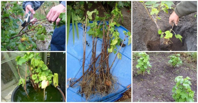 Proper planting and further care of red currants for a bountiful harvest