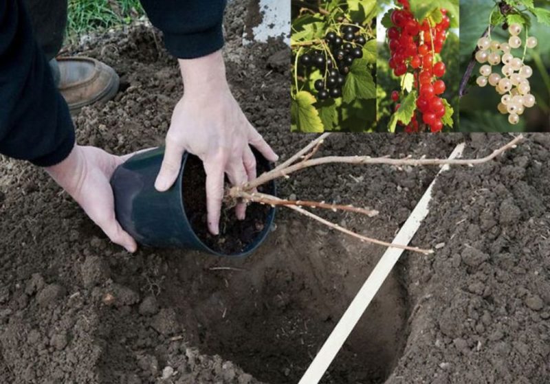 Proper planting and further care of red currants for a bountiful harvest