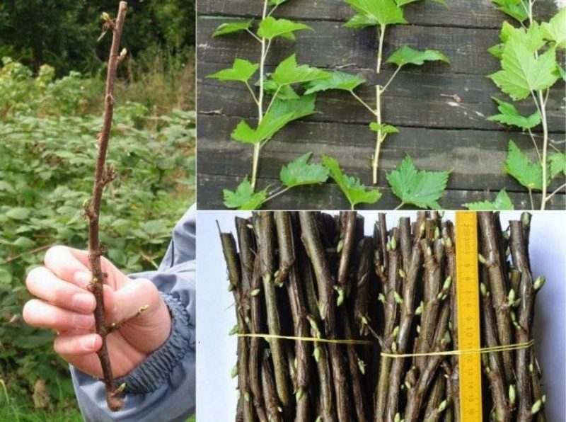 Wann und wie man rote Johannisbeeren vermehrt