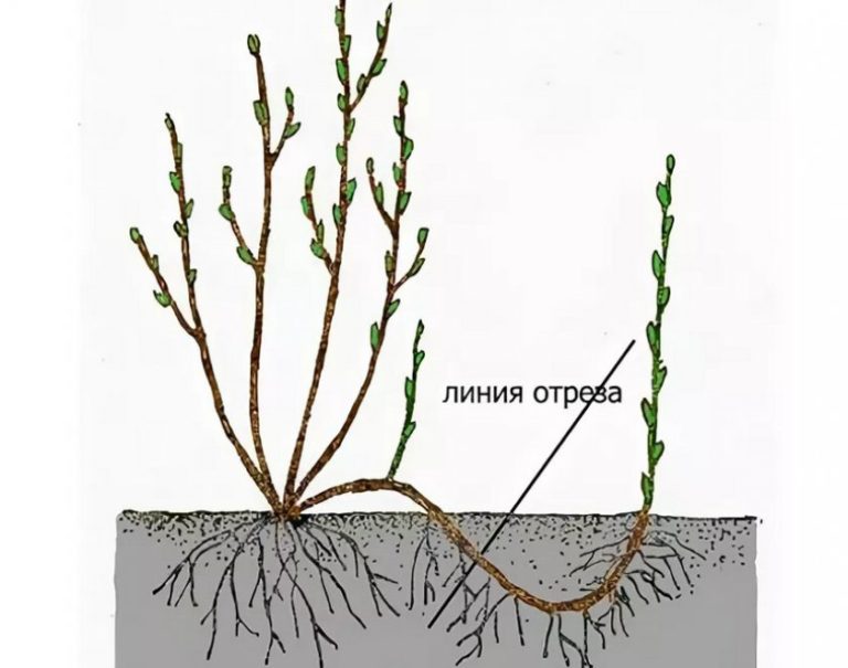 Plantarea corectă și îngrijirea ulterioară a coacăzelor roșii pentru o recoltă bogată