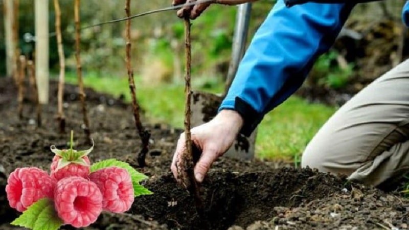 Instructions for planting raspberries for beginner gardeners