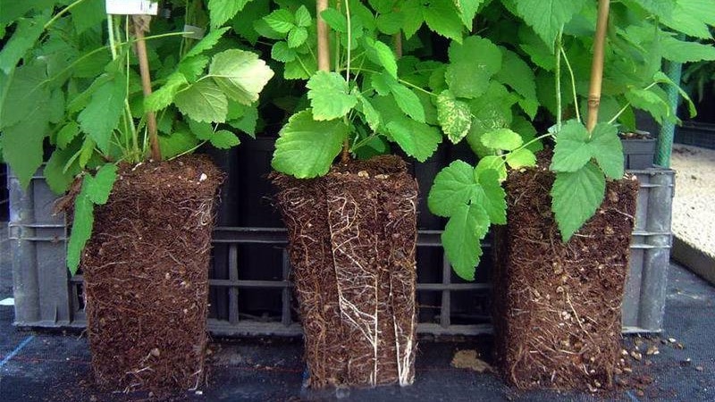 Instructions for planting raspberries for beginner gardeners