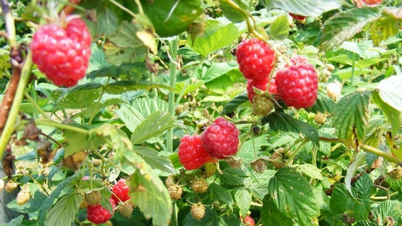 Instructions for planting raspberries for beginner gardeners