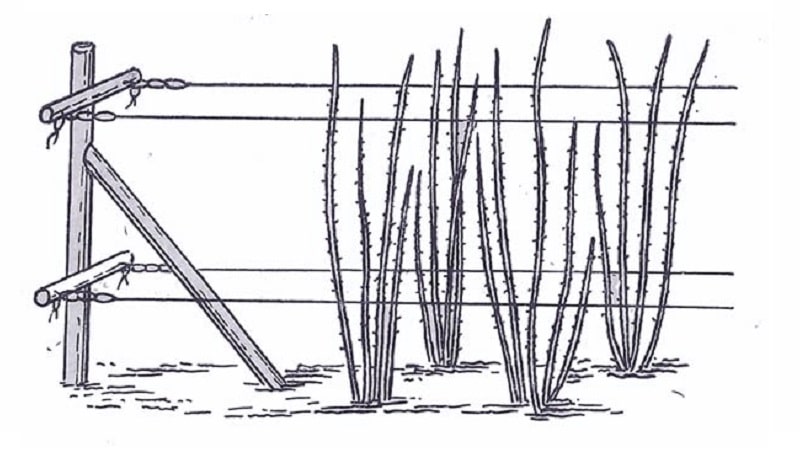 Instructions for planting raspberries for beginner gardeners