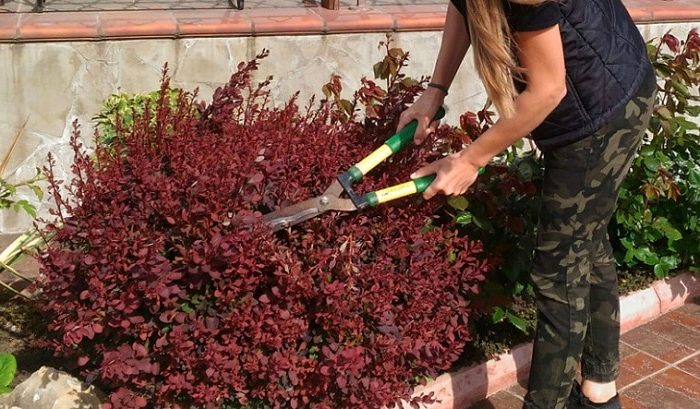 Πώς και πότε να κλαδέψετε το barberry: ένας οδηγός για αρχάριους κηπουρούς