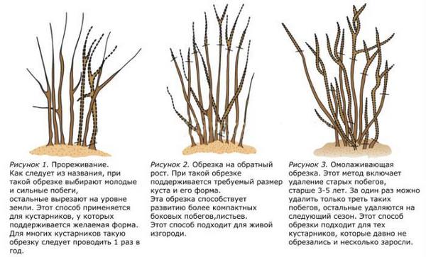 อย่างไรและเมื่อใดที่จะตัดแต่ง Barberry: คำแนะนำสำหรับชาวสวนมือใหม่