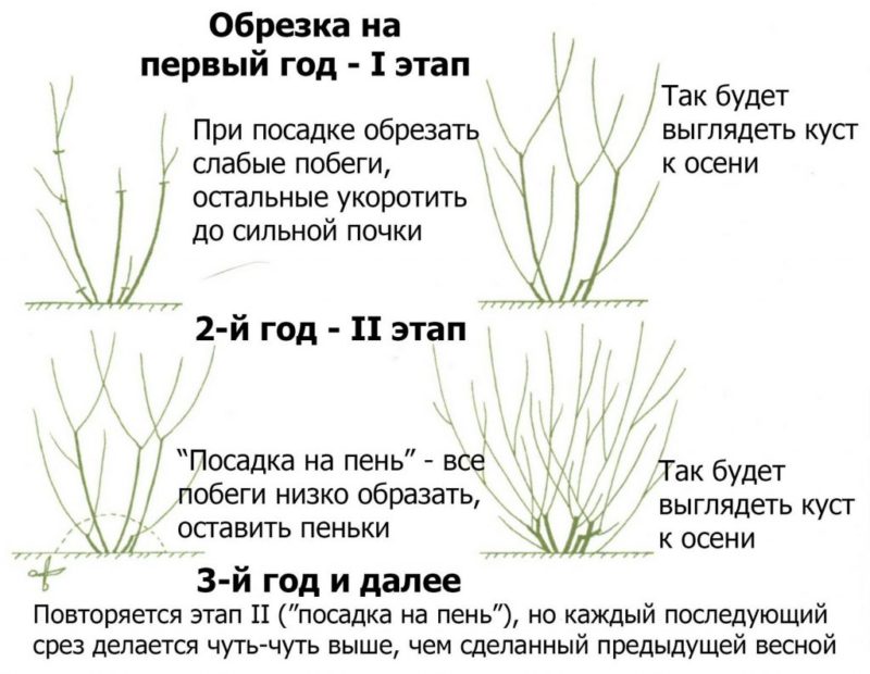 Hogyan és mikor kell metszeni borbolya: útmutató kezdő kertészeknek