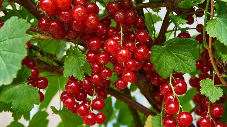 When does currant begin to bear fruit after planting and what does this period depend on?