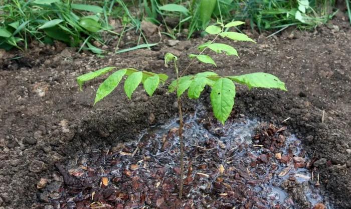 Chúng tôi trồng hạt Mãn Châu từ hạt tại nhà