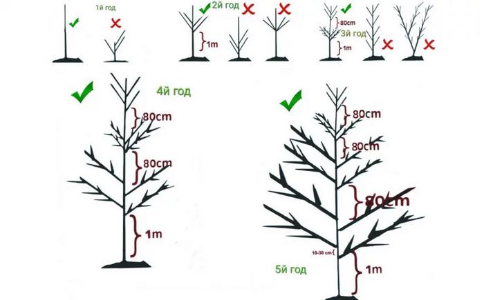 Chúng tôi trồng hạt Mãn Châu từ hạt tại nhà