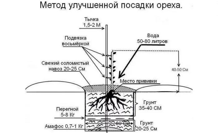 Ние отглеждаме манджурски ядки от семена у дома