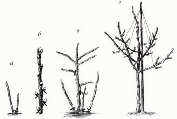 How to grow currants on a trunk yourself: step-by-step instructions