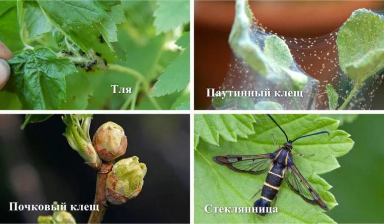 So bauen Sie selbst Johannisbeeren an einem Stamm an: Schritt-für-Schritt-Anleitung