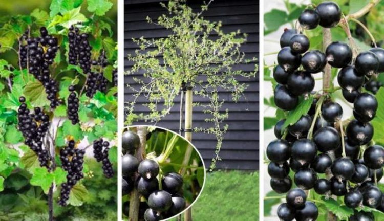 Blackcurrant on a trunk