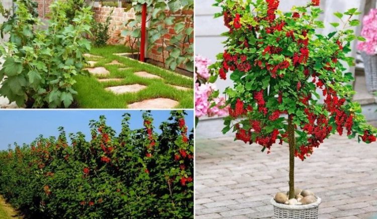 How to grow currants on a trunk yourself: step-by-step instructions