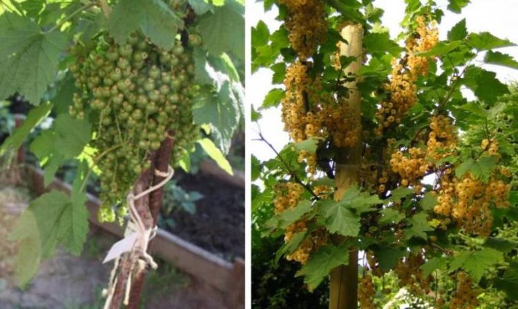 Yellow currants on a trunk