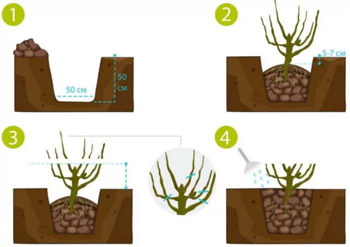 How to grow currants on a trunk yourself: step-by-step instructions