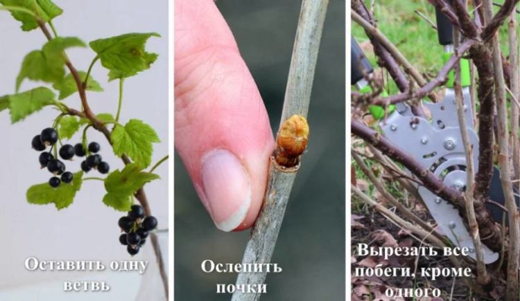 How to grow currants on a trunk yourself: step-by-step instructions