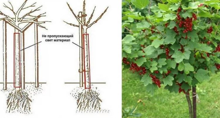 Hur man odlar vinbär på en stam själv: steg-för-steg-instruktioner