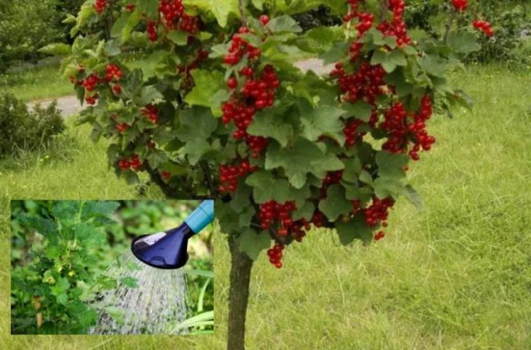 How to grow currants on a trunk yourself: step-by-step instructions