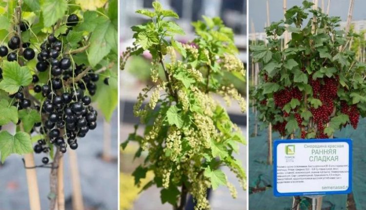 How to grow currants on a trunk yourself: step-by-step instructions